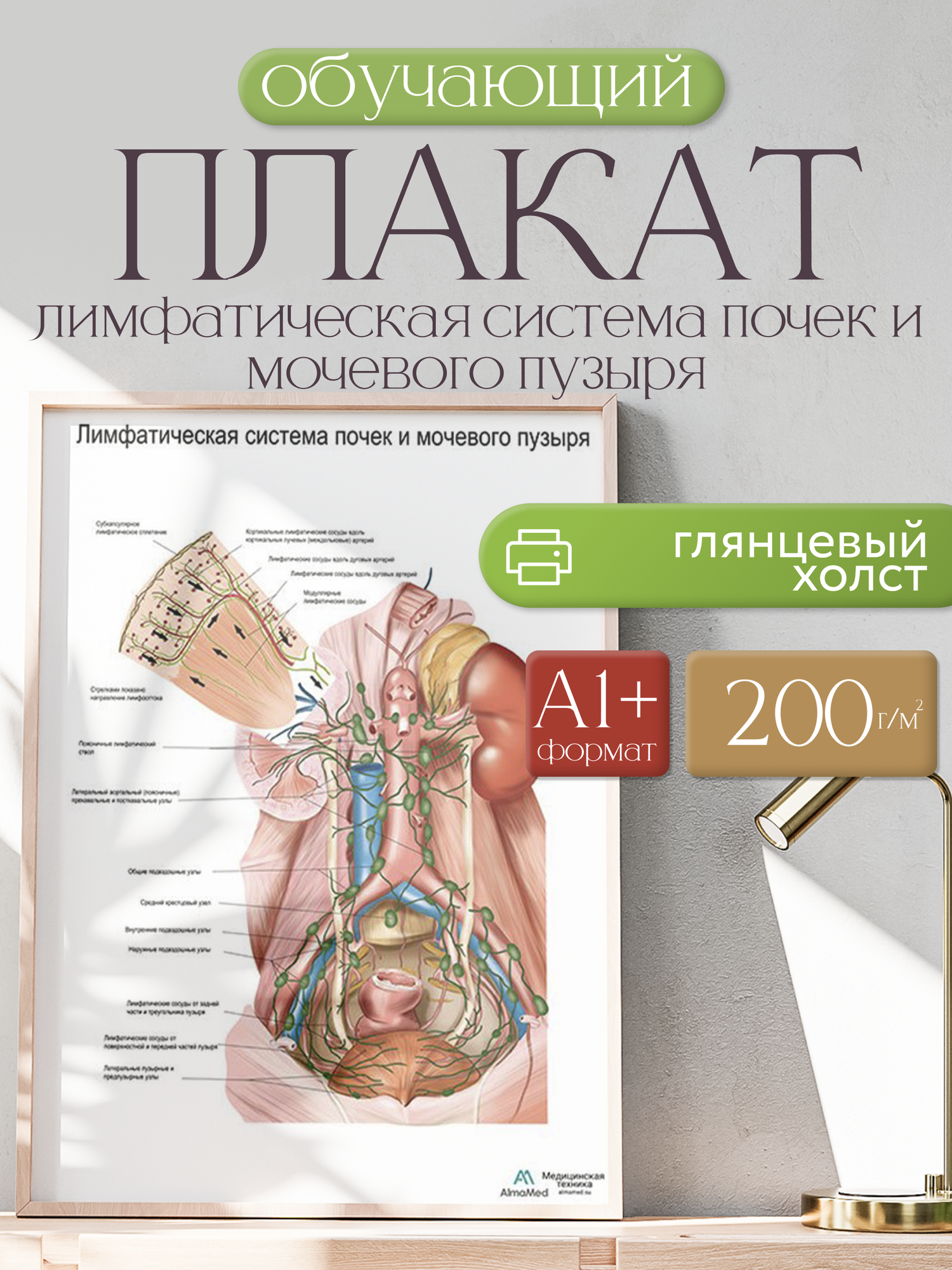 Обучающий плакат "Лимфатическая система почек и мочевого пузыря (анатомия человека)", размер А1+, глянцевый холст от 200г/м2