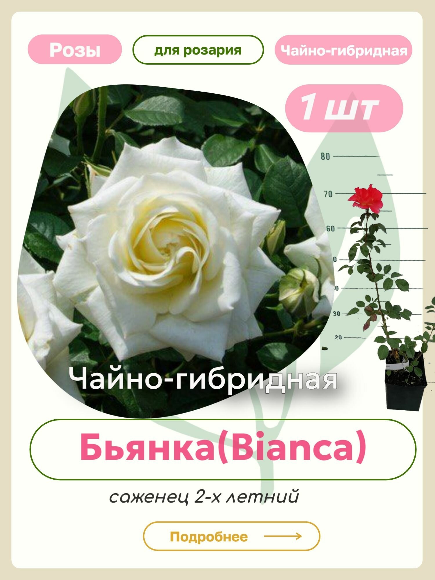 Саженцы роз Бьянка (Bianca)