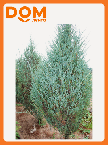 Изображение товара Можжевельник FLORA GROUP Мунглоу, 883769, многолетнее, хвойное, декоративное, 150 см