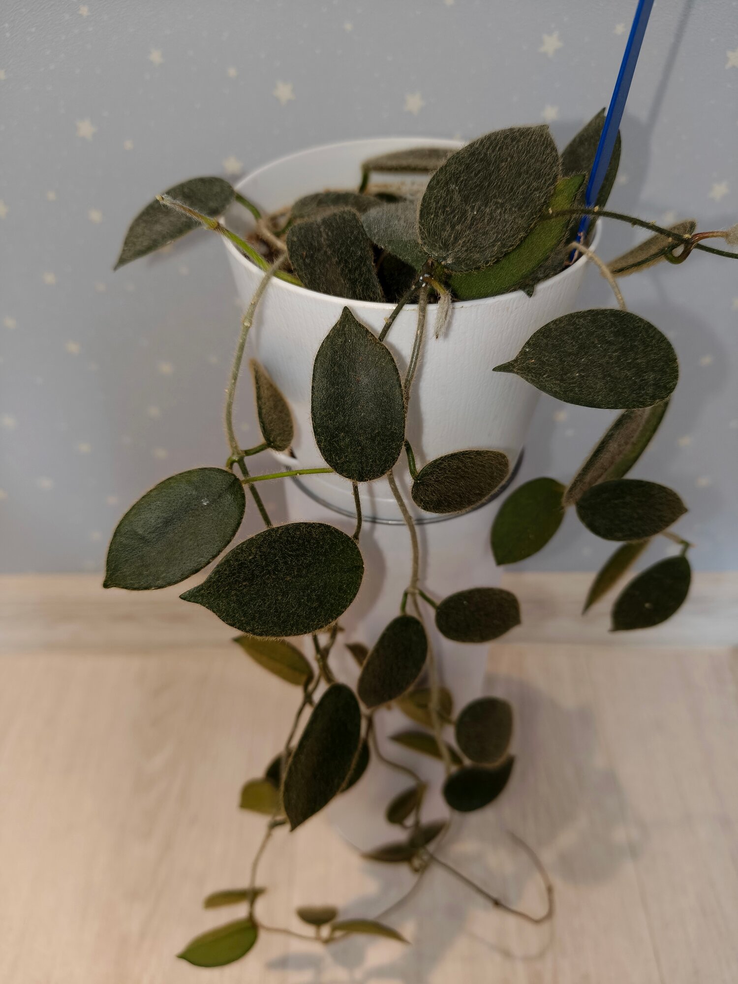 Хойя Томсони (Hoya thomsonii dense hair leaf)