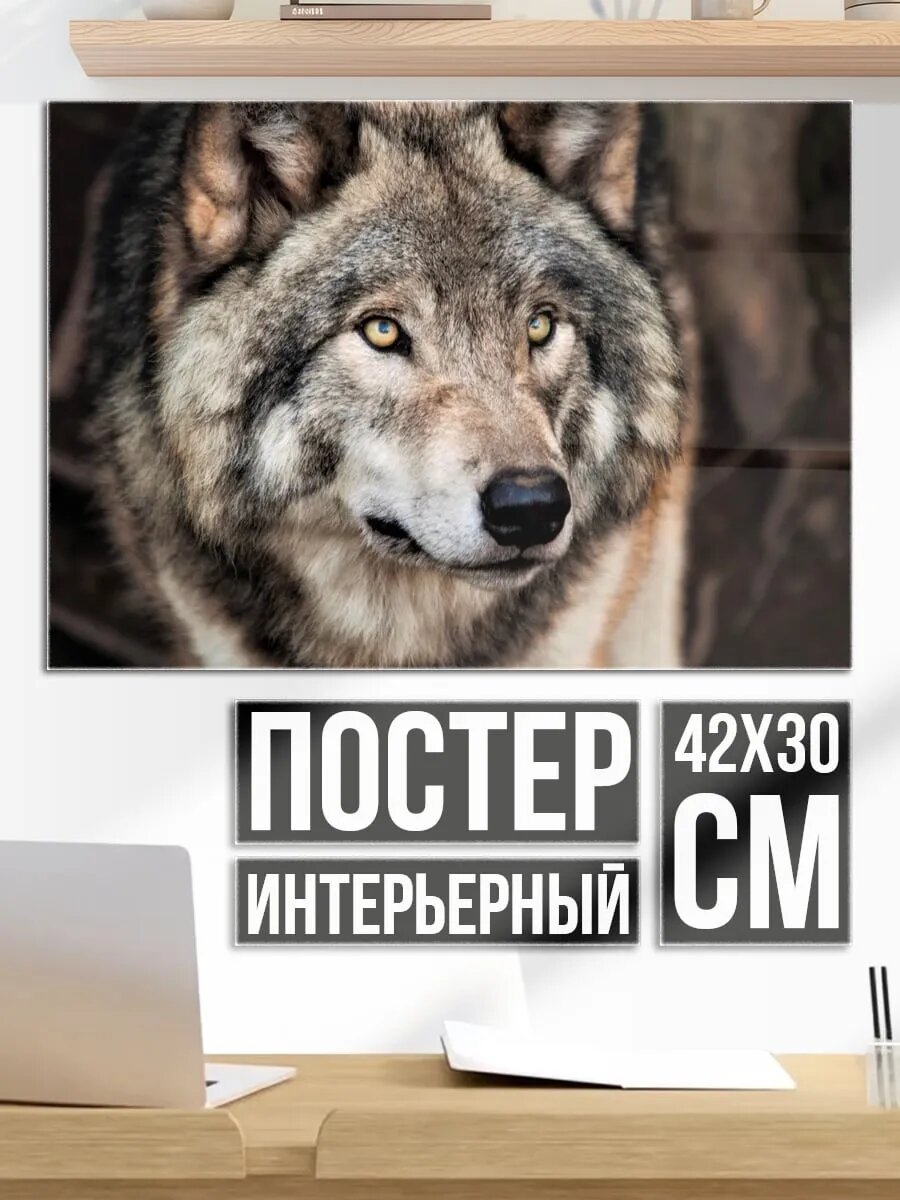 Плакат постер Волк смотрит вперед