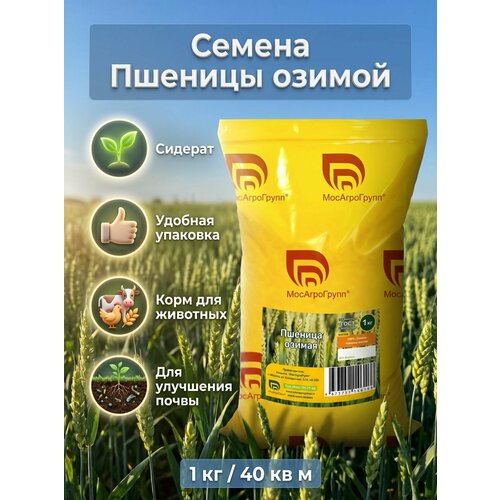 фото Семена пшеницы озимой мосагрогрупп 1кг для посева и проращивания