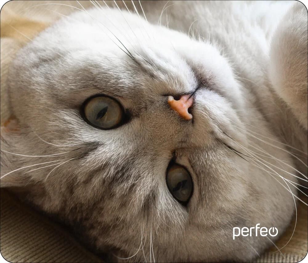 Коврик для мыши (PF_D0654) "Cat"