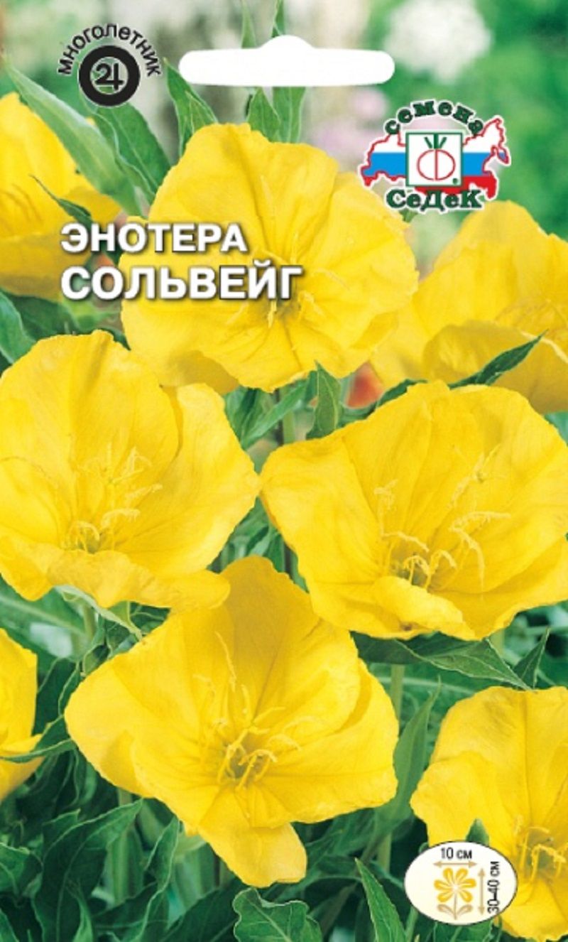 Энотера Сольвейг (миссурийская, желтая) 0,2г / Седек