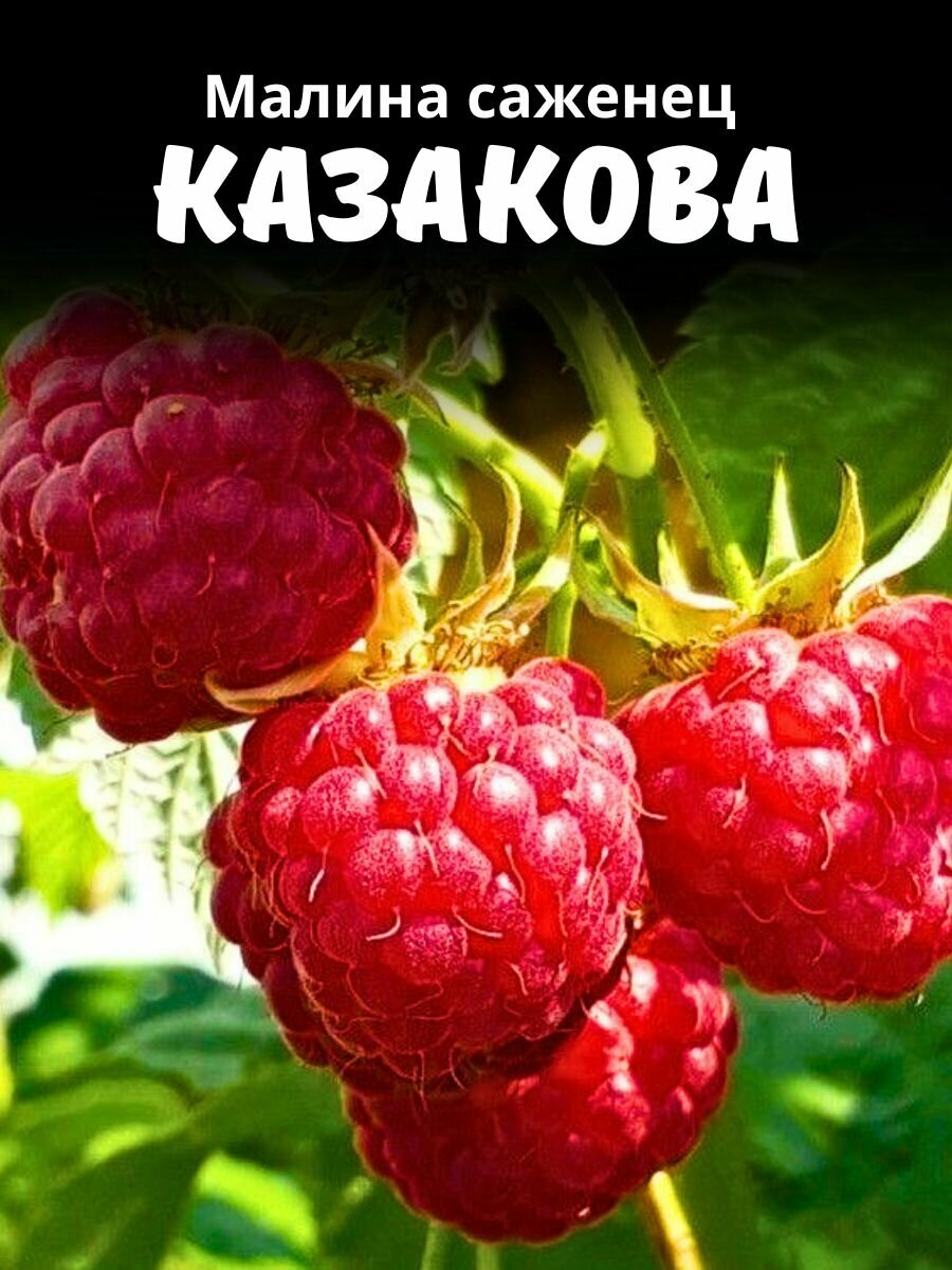 Малина саженец Казакова крупная