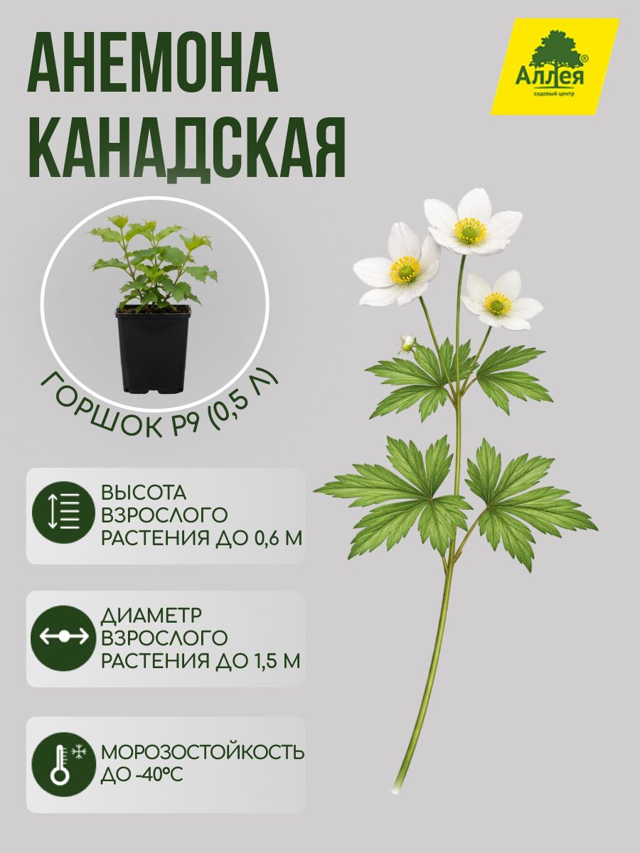 Анемона канадская White P9