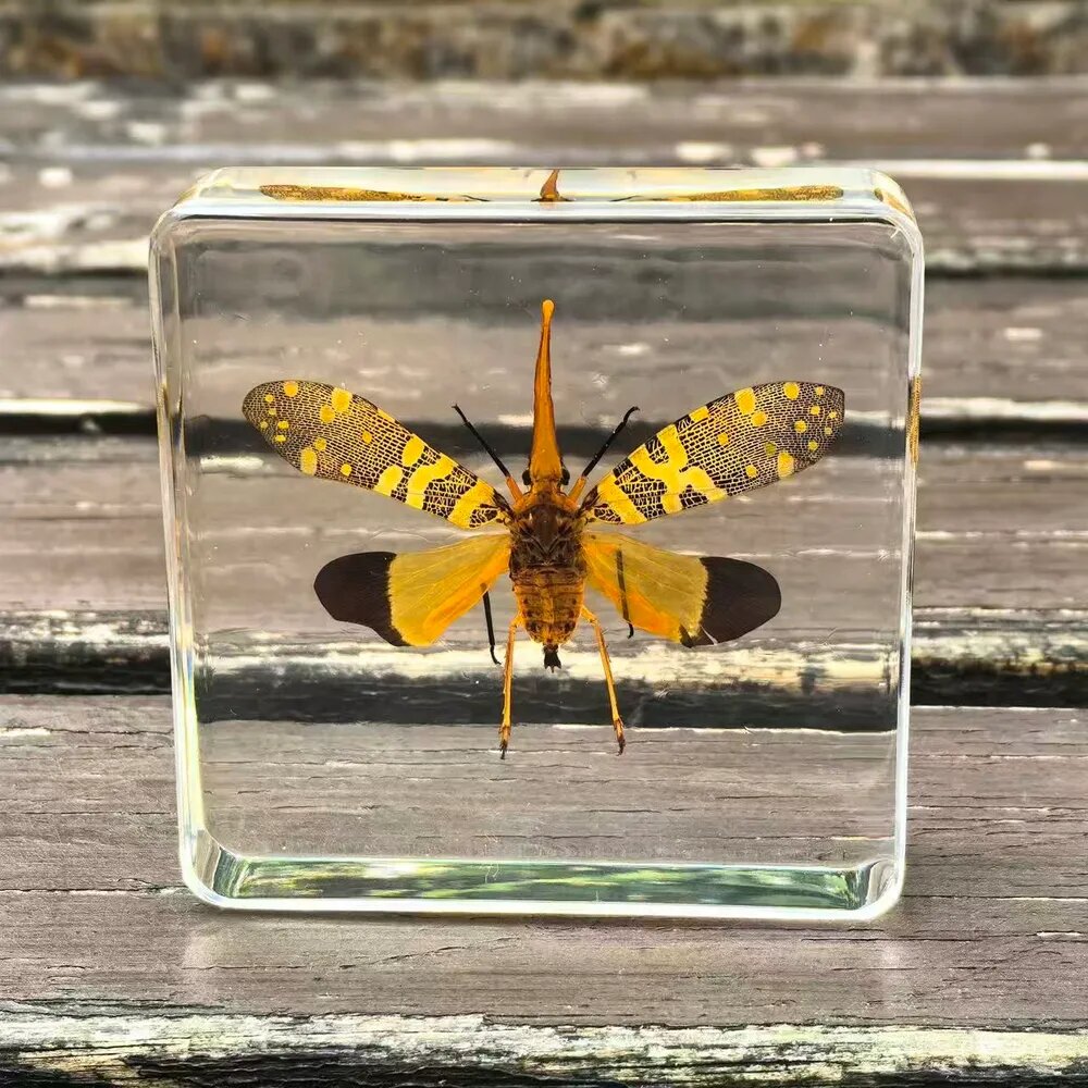 Настоящий образец насекомого, коллекция насекомых, жук 7.5*7.5*2CM