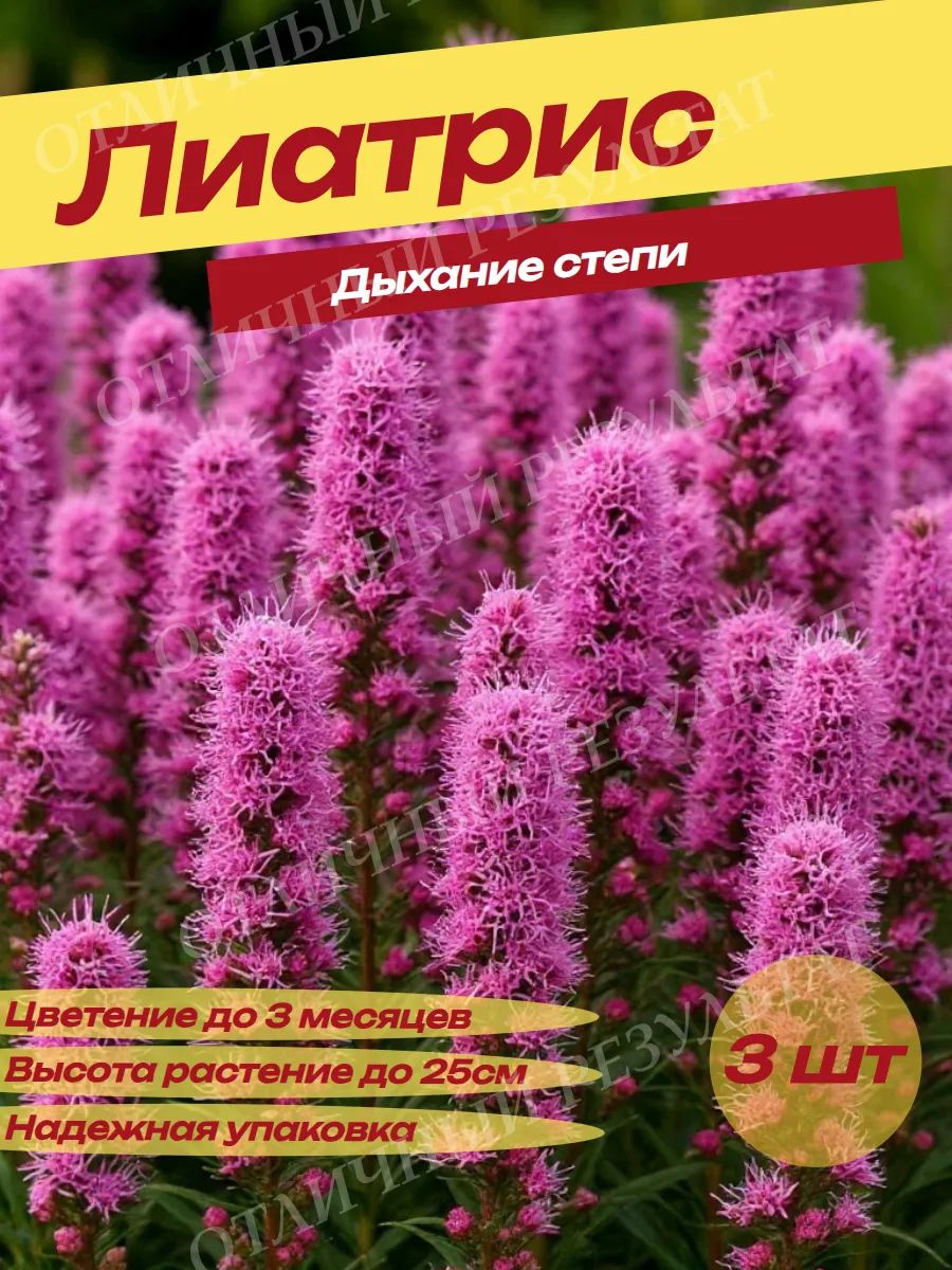 Луковицы Лиатриса Дыхание Степи