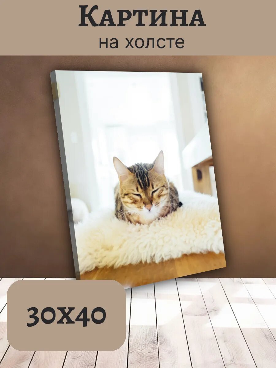 Картина Постер Кот Кошка Cat 30x40 спящий Табби