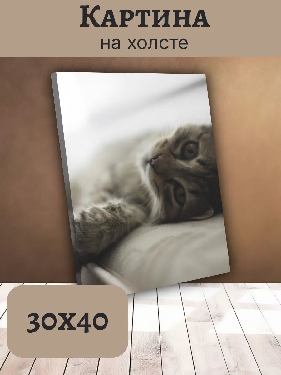 Картина Постер Кот Кошка Cat 30x40 серый полосатый котенок