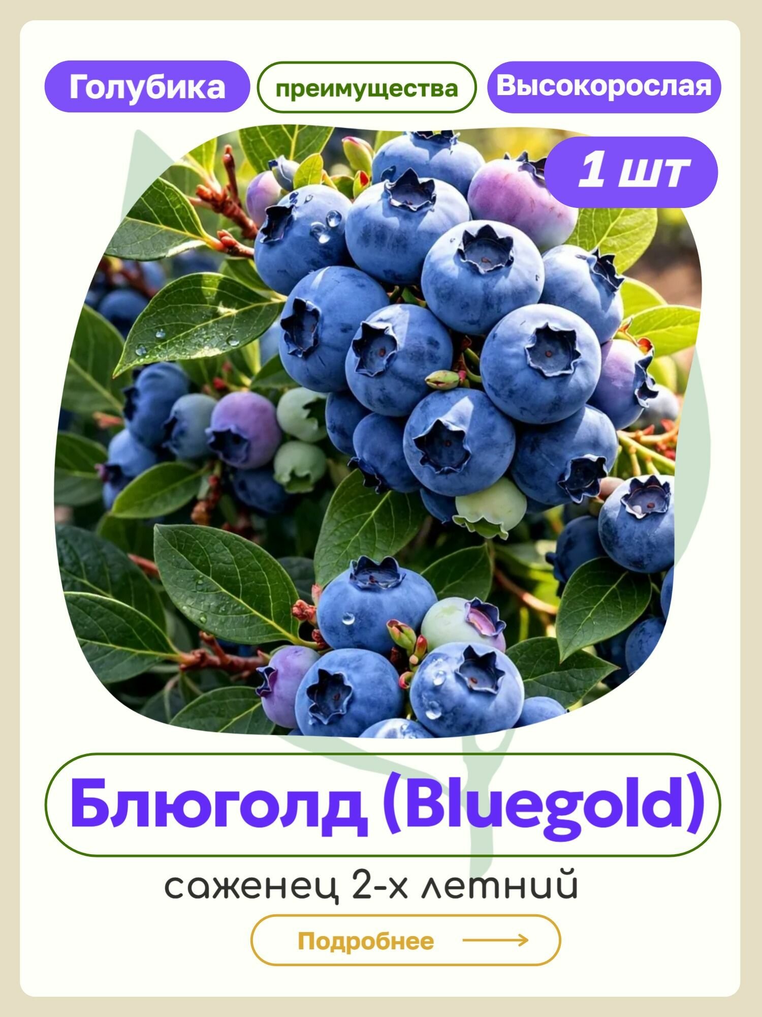 Саженец голубики Блюголд (Bluegold)