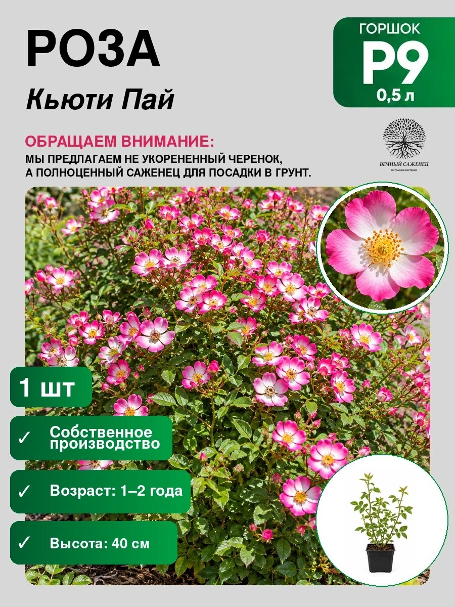 Роза миниатюрная Кьюти Пай, саженец для сада и дачи, декоративное растение для посадки