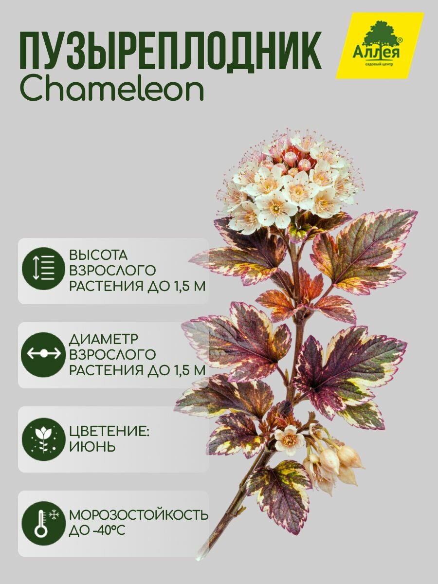 Пузыреплодник калинолистный / Physocarpus opulifoiius Chameleon P9