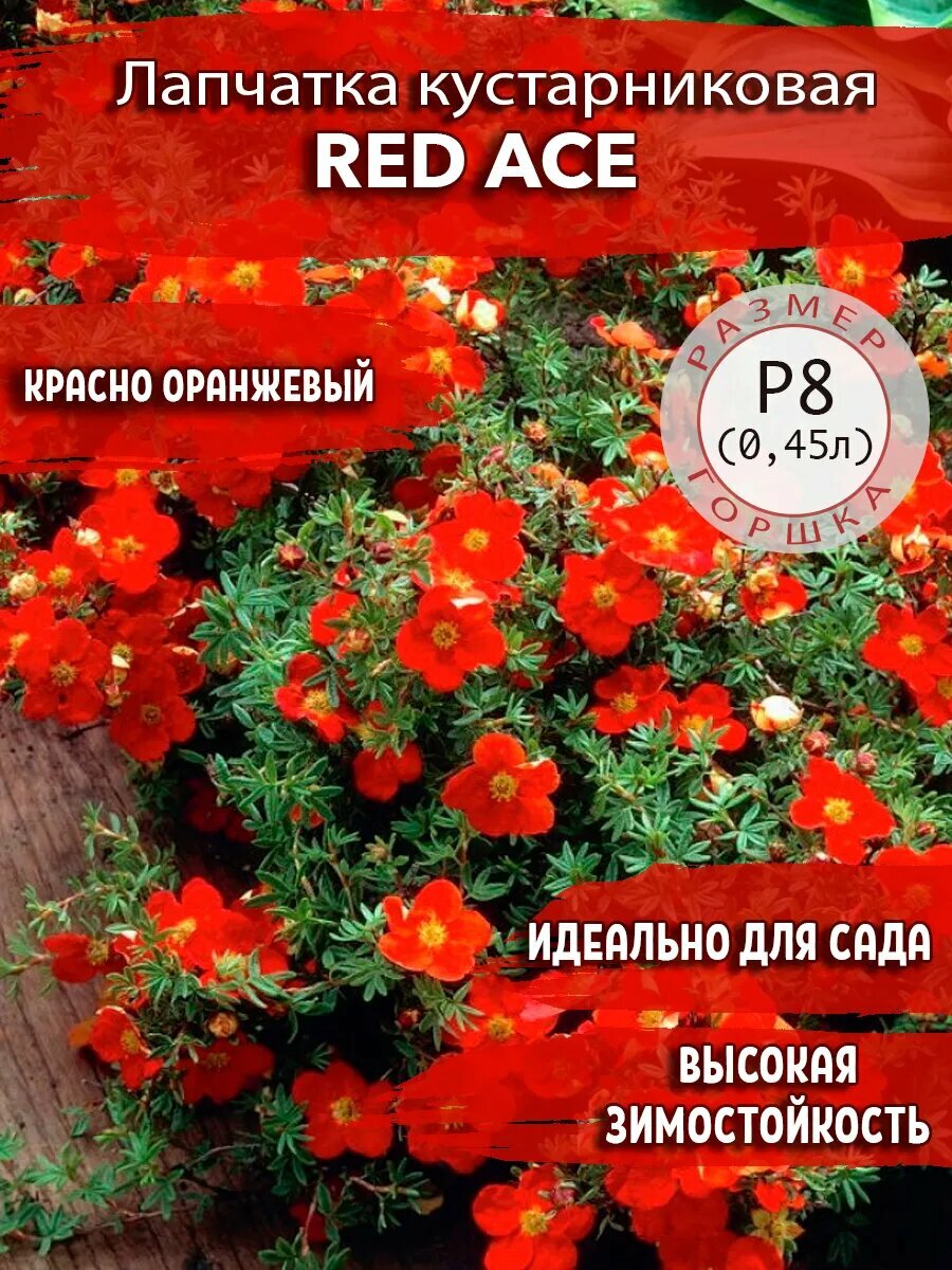 Лапчатка кустарниковая Red Ace