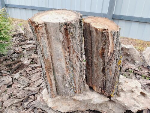 Изображение товара Набор из 2-х пней (колод, чурок) из натуральной не обработанной акации диаметром до 19 см, спил 2025 года