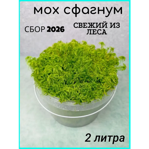 фото Мох сфагнум свежий лесной 2л