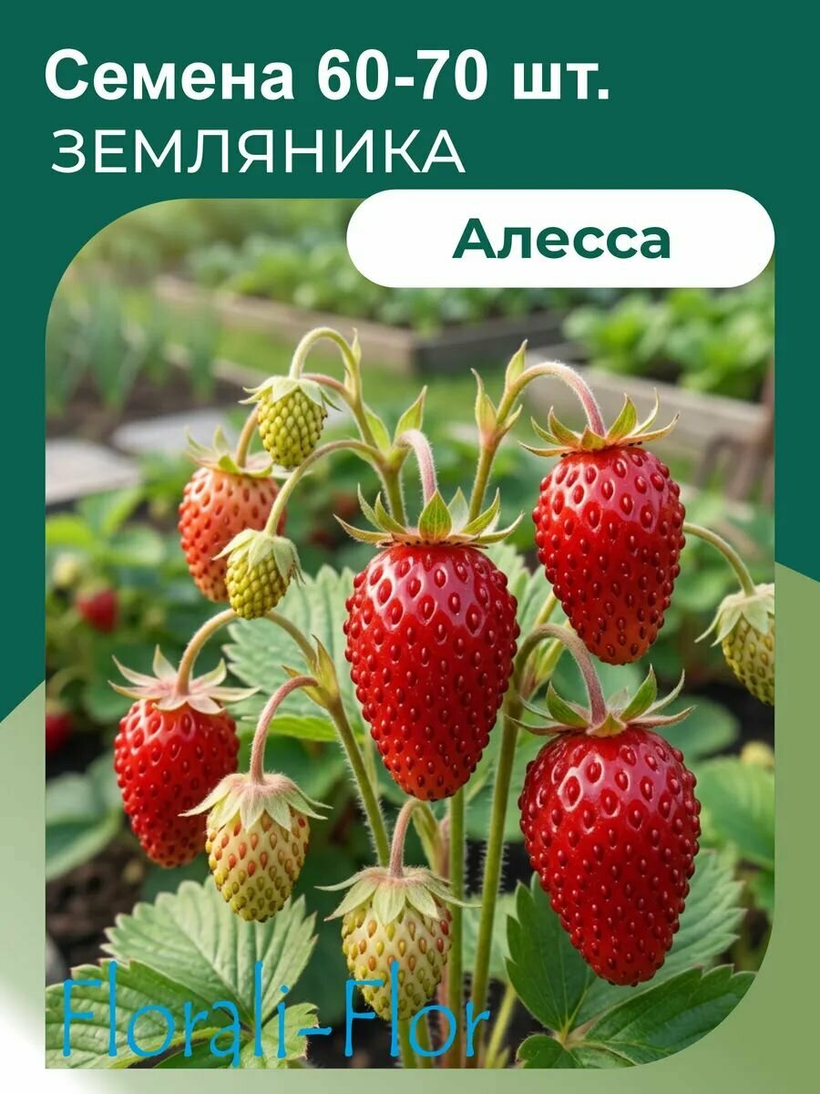 Земляника Семена