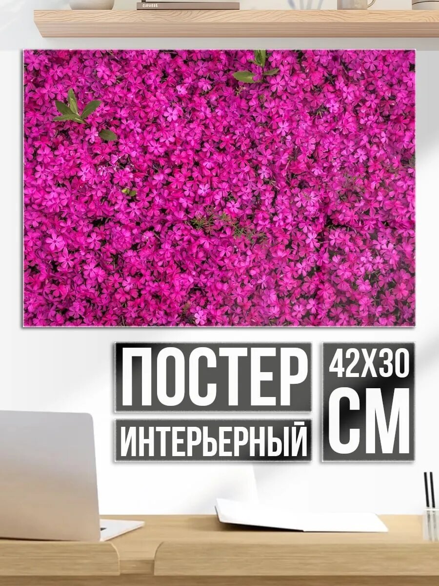 Плакат постер Розовое цветочное поле