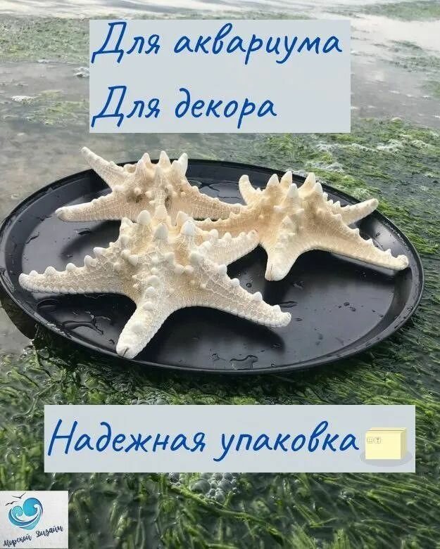Натуральная морская звезда -3 для декора для аквариума для рукоделия