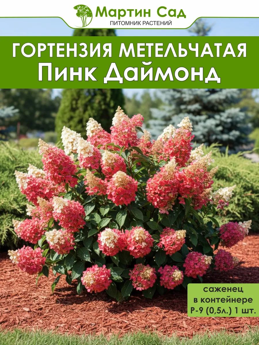 Гортензия метельчатая Пинк Даймонд Р-9