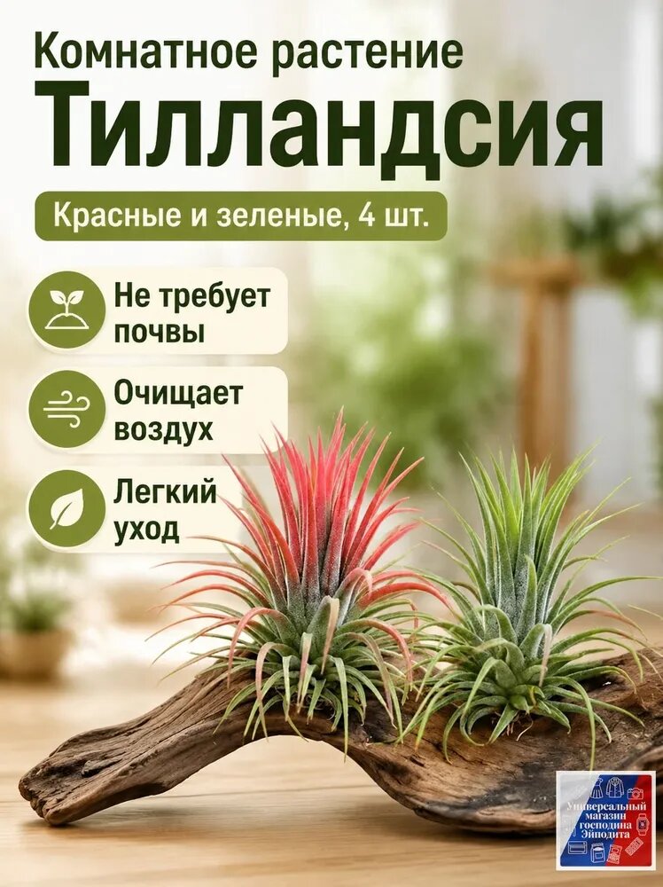 Комплект декоративных тилландсий из 4 предметов: красная и зеленая для очистки воздуха, настольное украшение