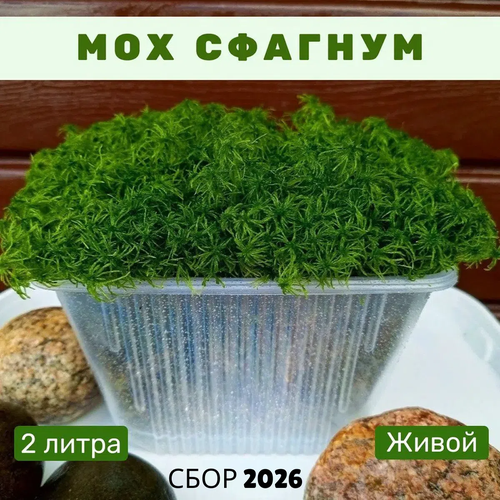 фото Мох сфагнум свежий лесной, 2 литра