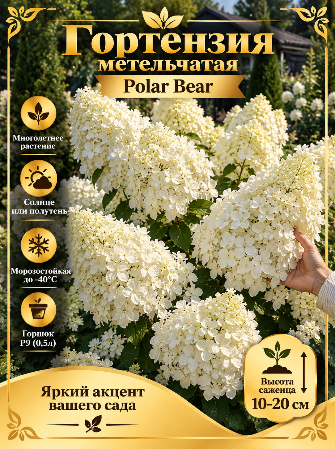 Гортензия метельчатая Polar Bear (Полар Бир)