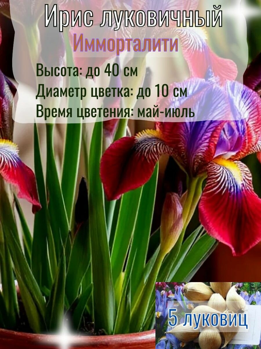 Ирис луковичный, многолетний 5 штук