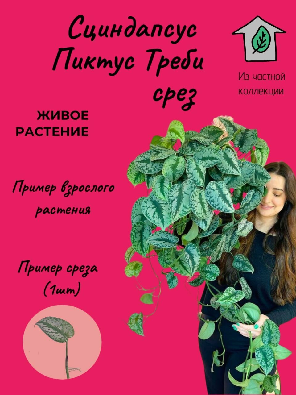 Сциндапсус Пиктус Треби / срез