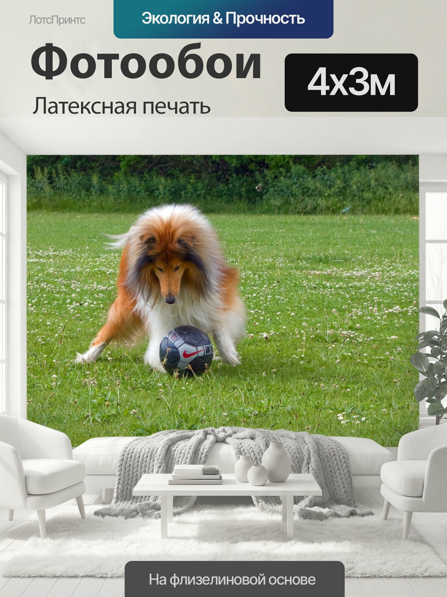Фотообои моющиеся ударопрочные "Собака, играть в футбол Грубые собака колли играет в футбол или футбол на зеленой траве колли собак домашних." 400x300 см. латексная печать