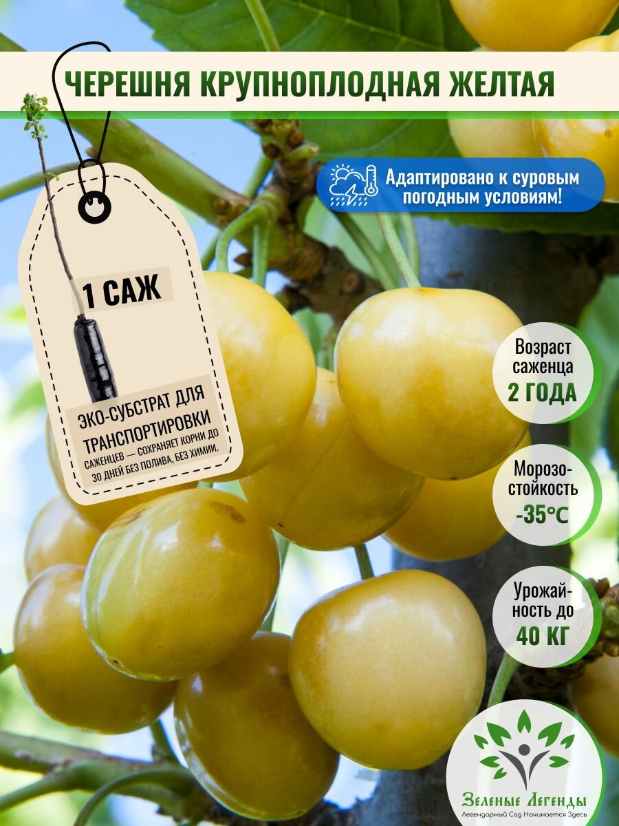 Черешня саженец морозостойкая крупноплодная Желтая, 1 саженец