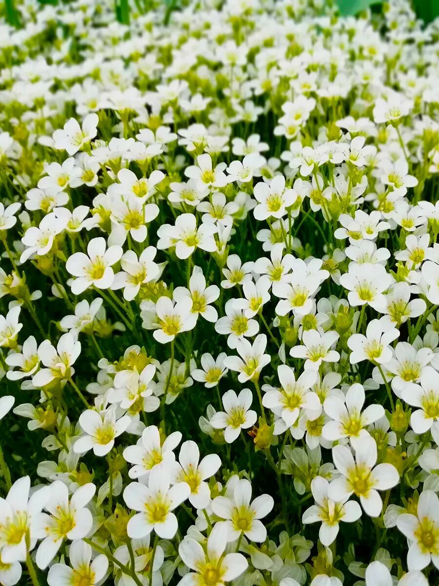 Камнеломка Арендса Carpet White