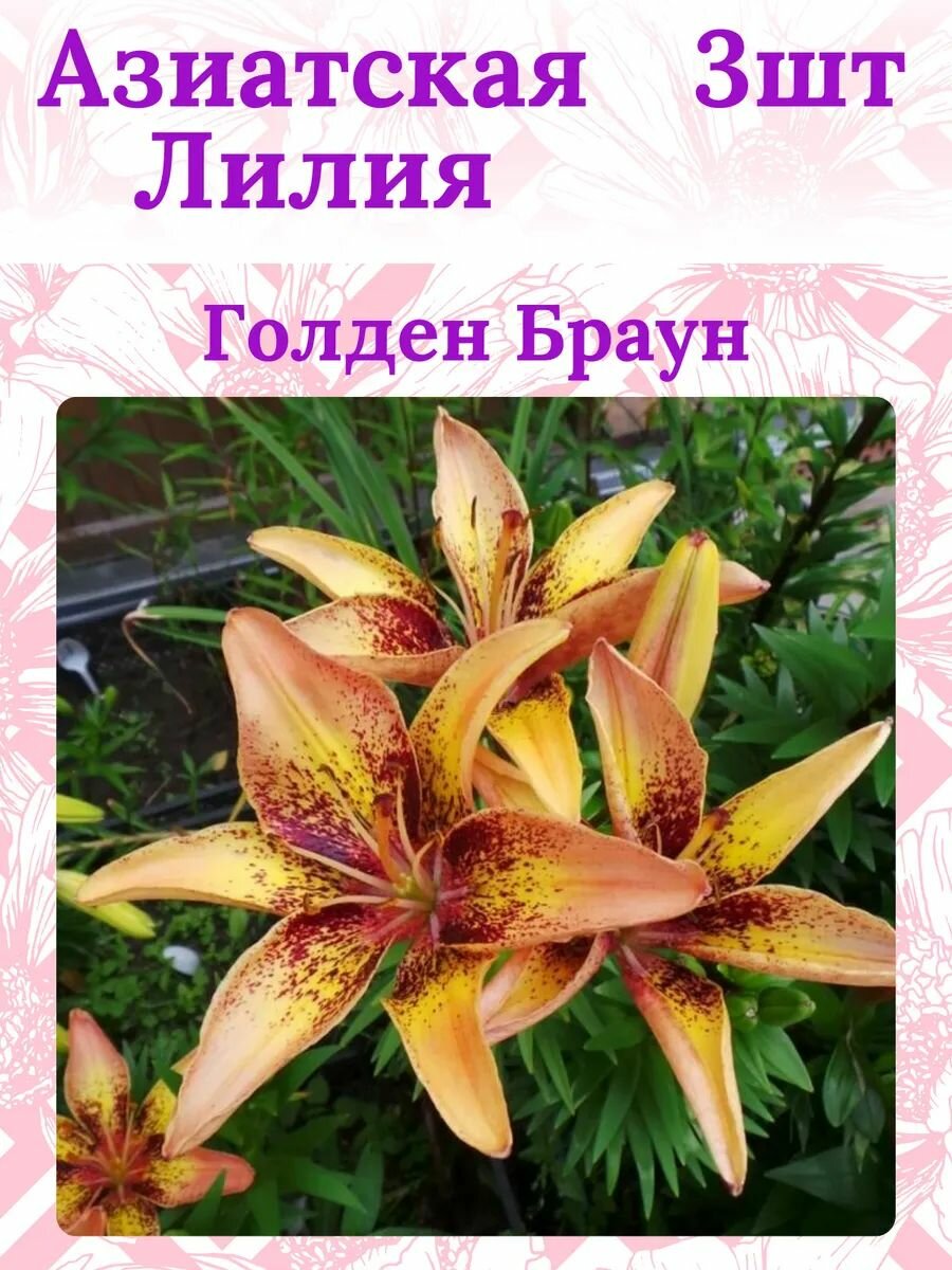 Луковицы лилии многолетние, новые популярные сорта 3 штуки
