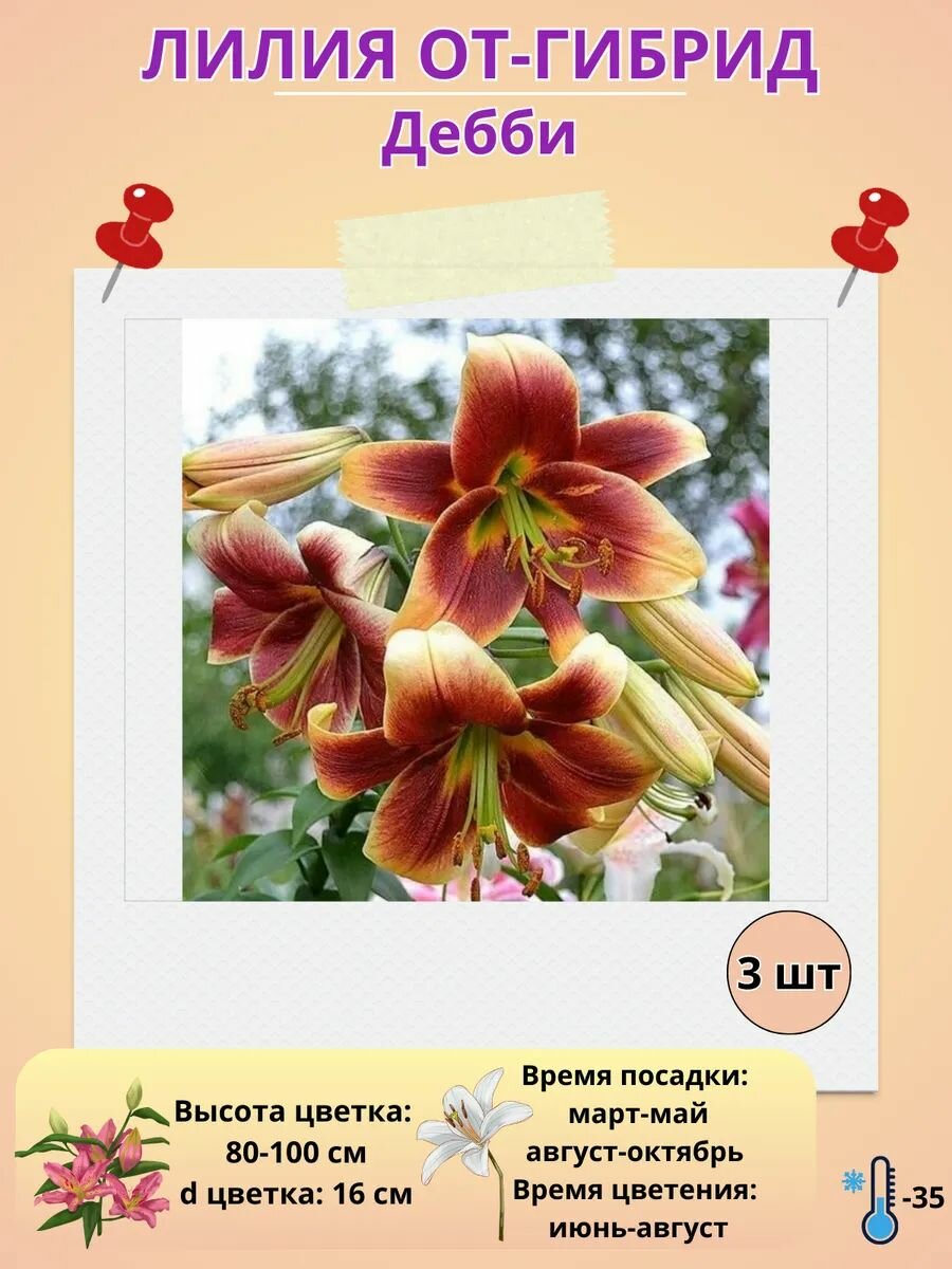 Лилия луковицы, многолетние цветы для посадки,3 штуки