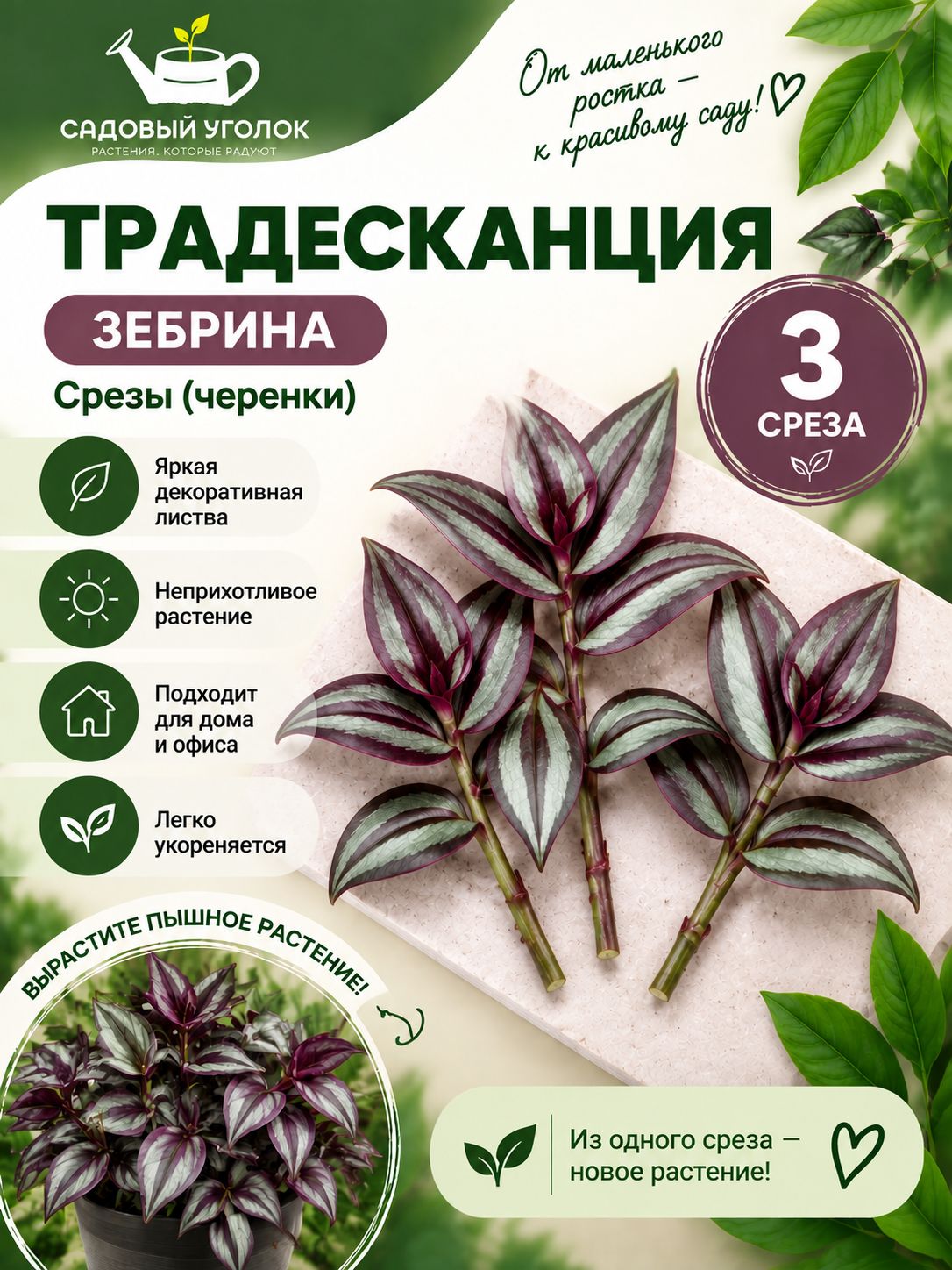 Традесканция Зебрина срез 3 шт