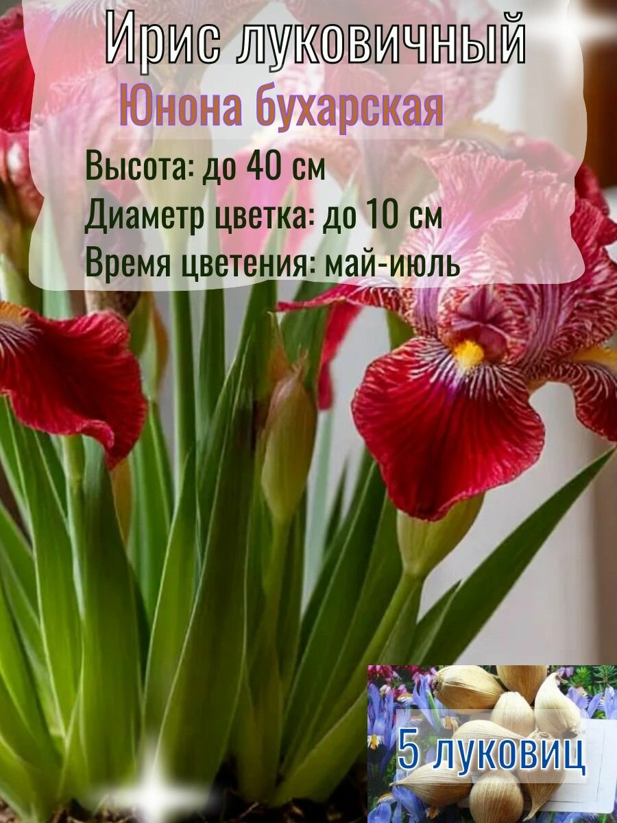 Ирис луковичный, многолетний 5 штук