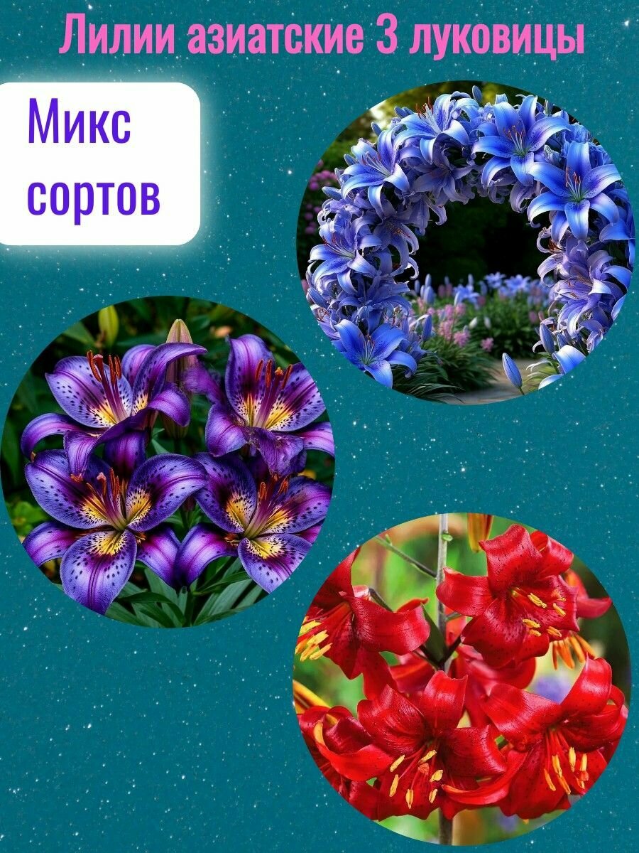 Лилия луковицы, многолетние цветы для посадки, микс 3 штуки
