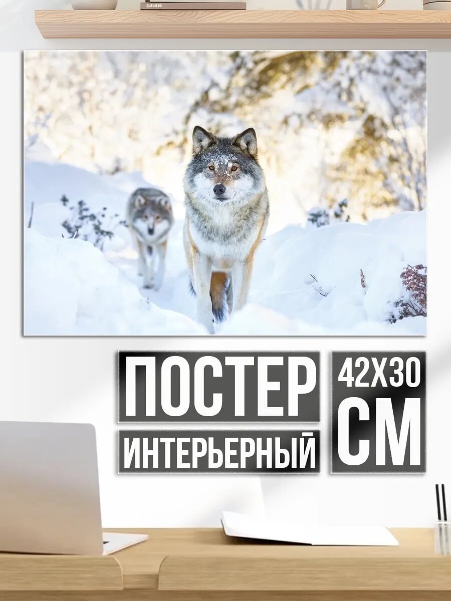 Плакат постер Волки в снегу