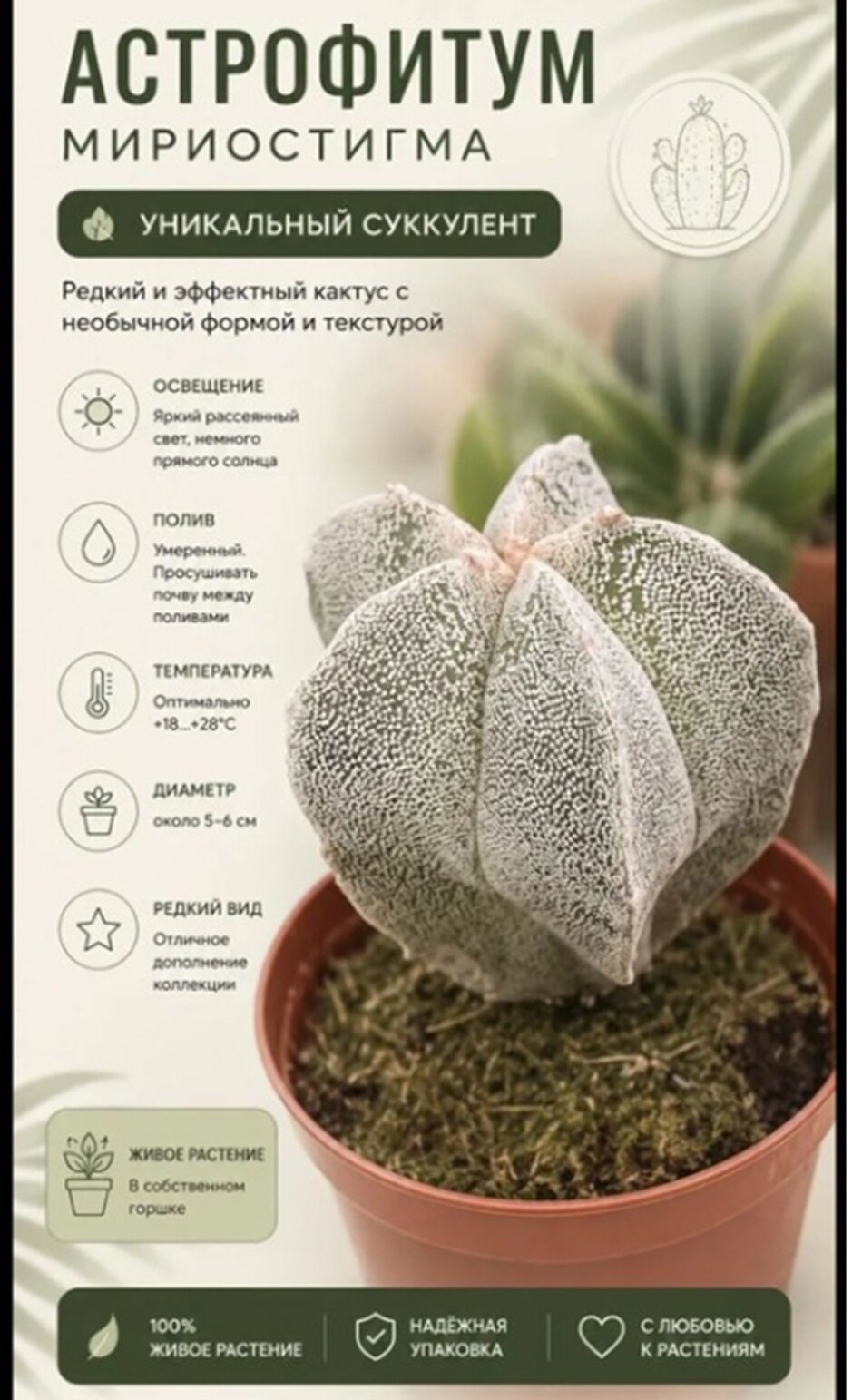 Кактус -Астрофитум Мириостигма ø5.5 h5 см
