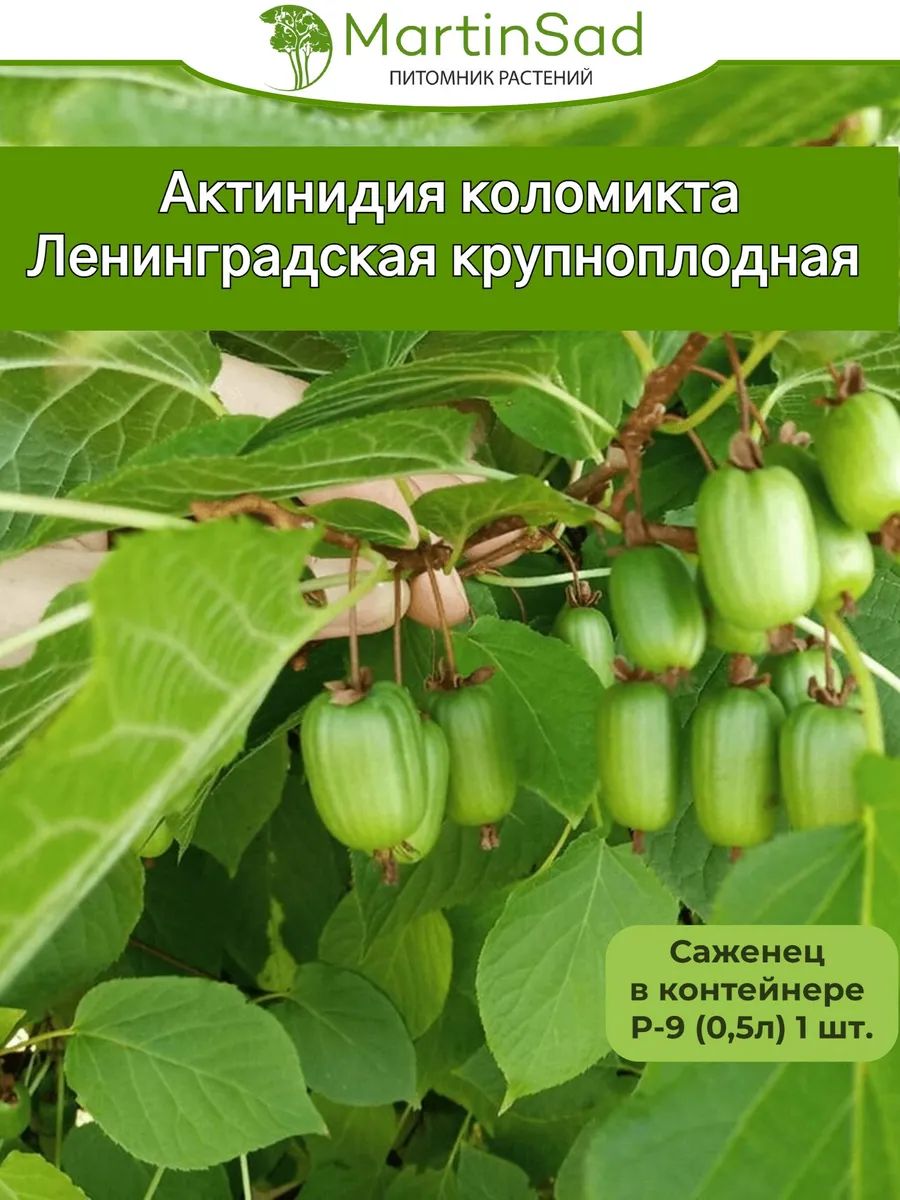 Актинидия коломикта Ленинградская крупноплодная Р-9