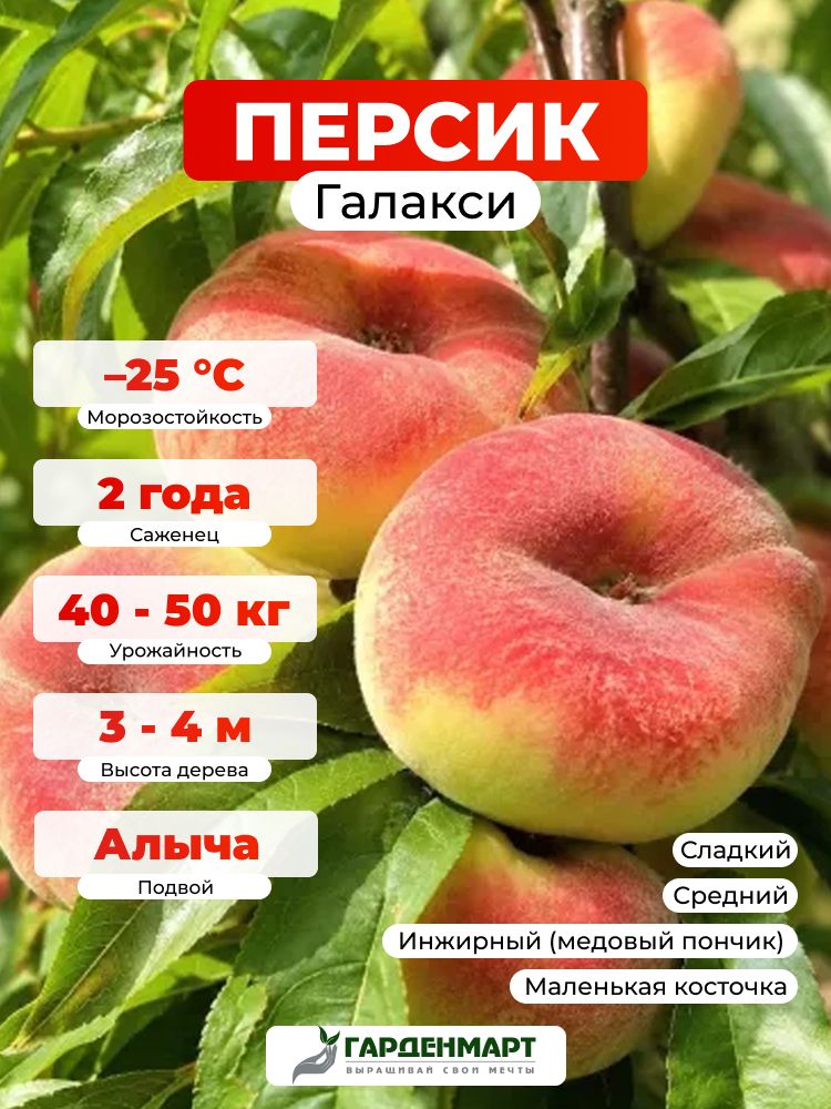 Саженец Персик инжирный (медовый пончик) Галакси