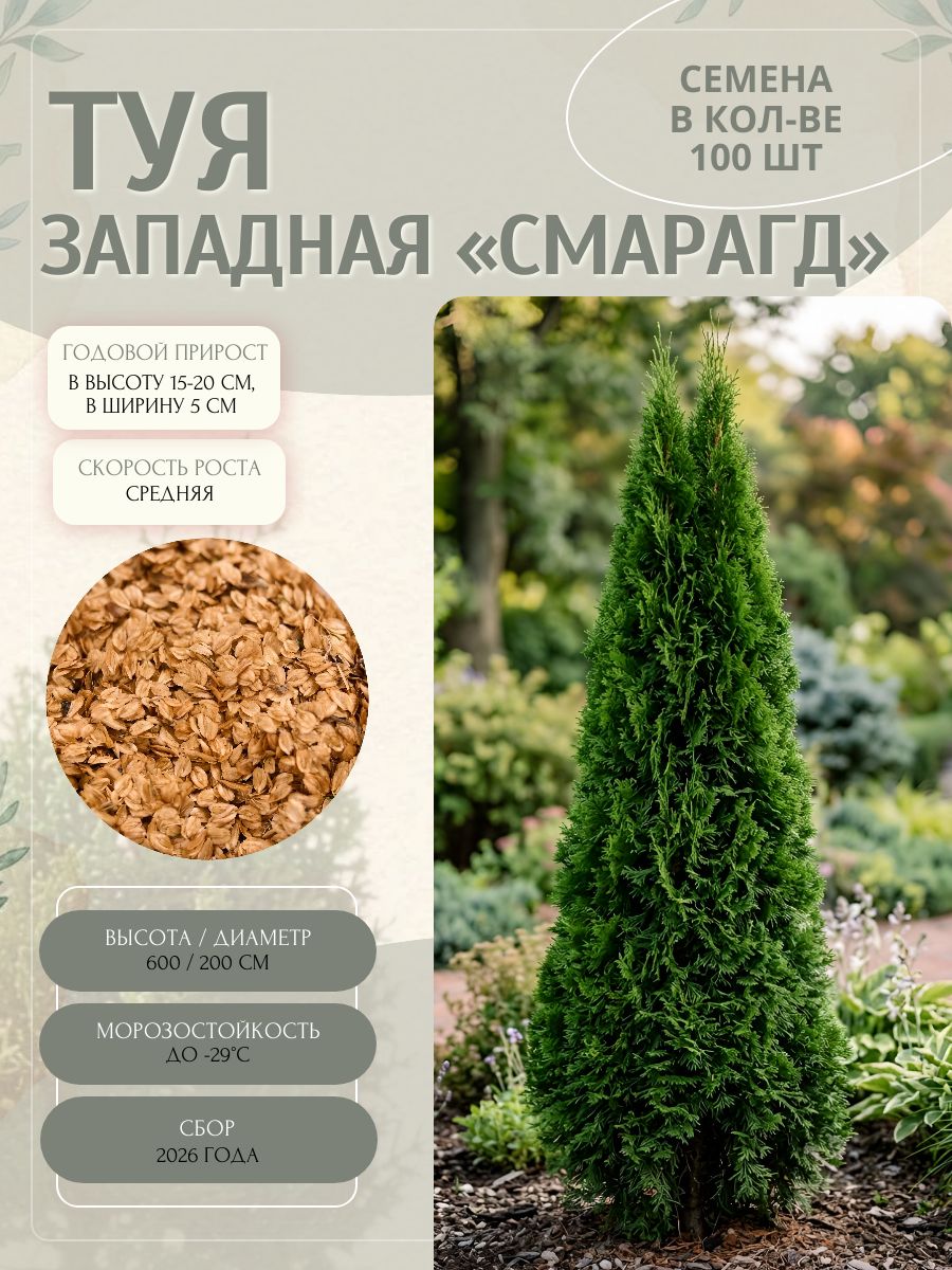 Туя западная Смарагд , семена 100 шт.