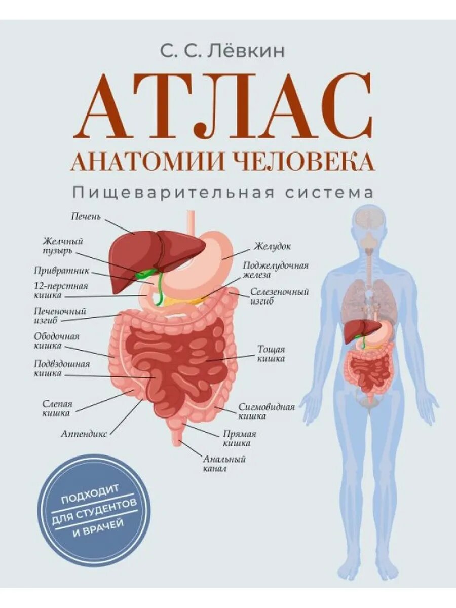 Атлас анатомии человека. Пищеварительная система