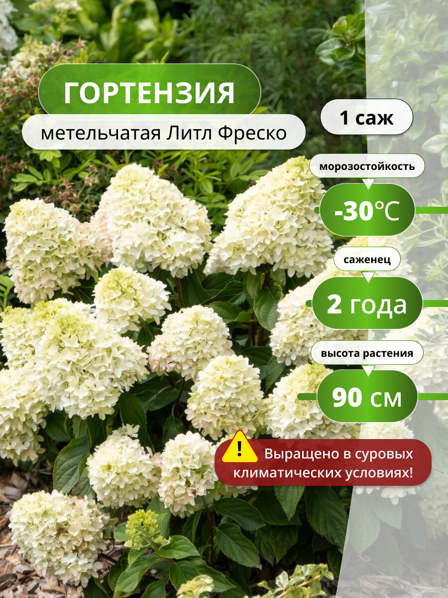 Гортензия метельчатая Литл Фреско, саженец гортензии, морозостойкий, белый