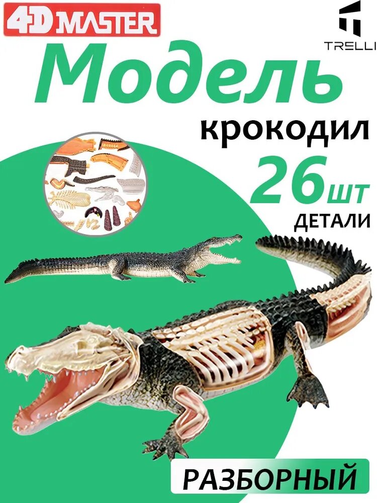 Модель животного/ Развивающая игрушка/может быть использована для обучения детей / Анатомия животных для детей