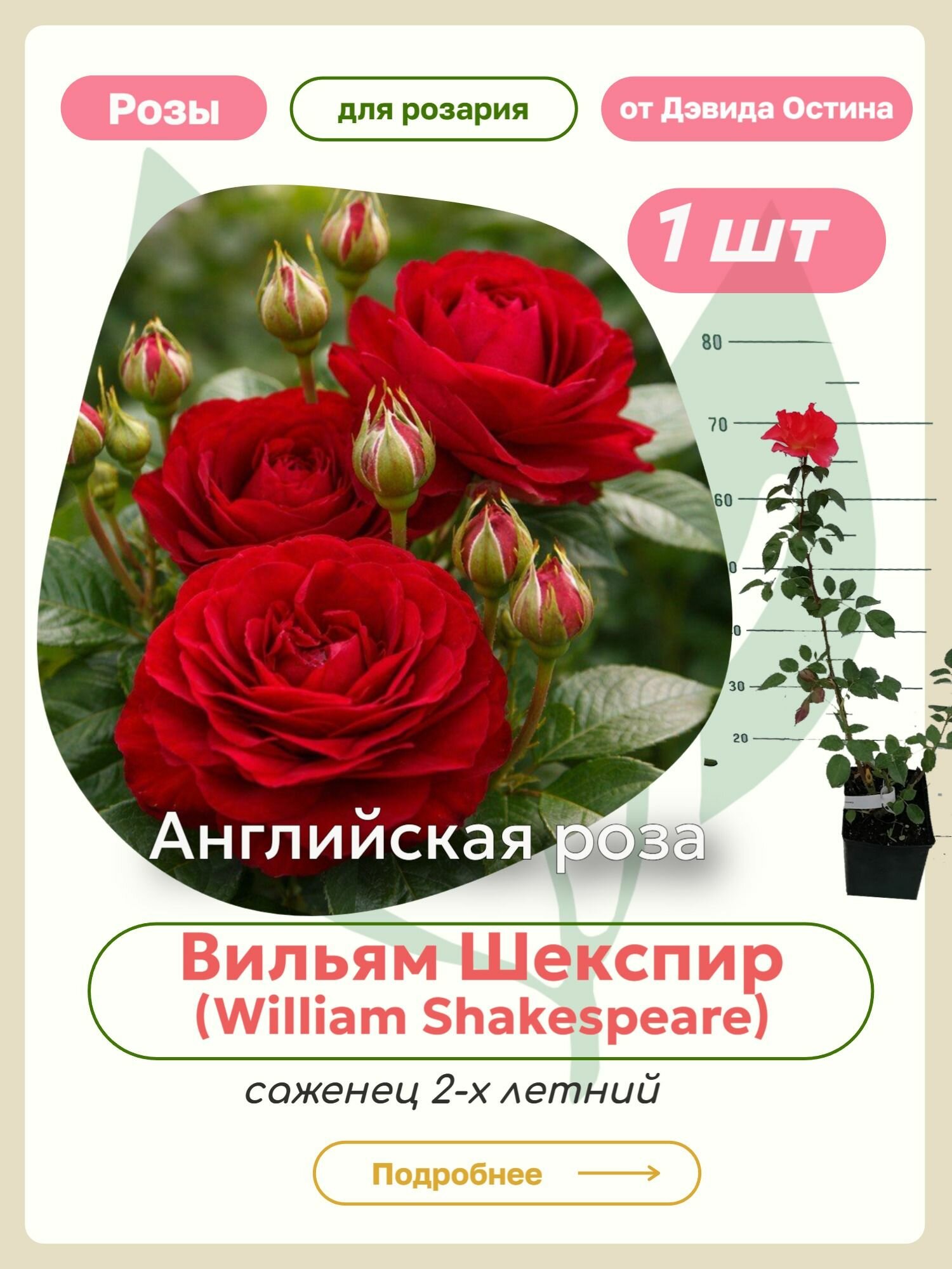 Саженцы роз Вильям Шекспир (William Shakespeare)