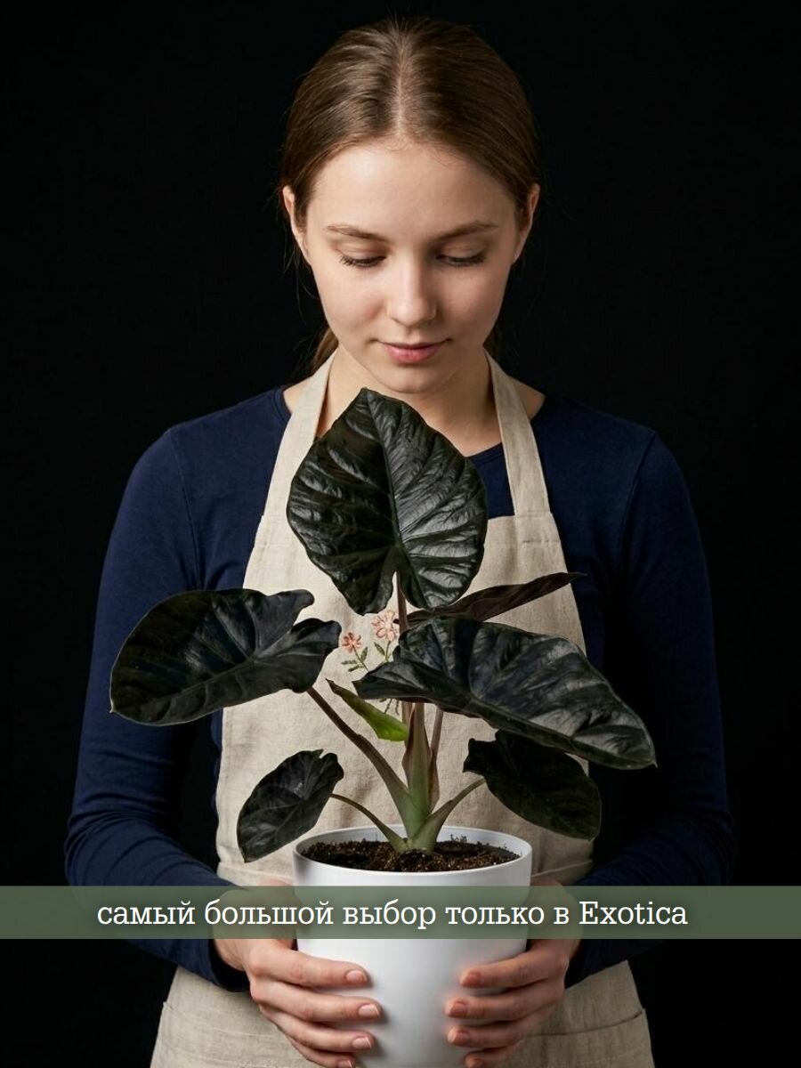 Алоказия Блэк Мэджик (Alocasia Black Magic) D6см, живое растение