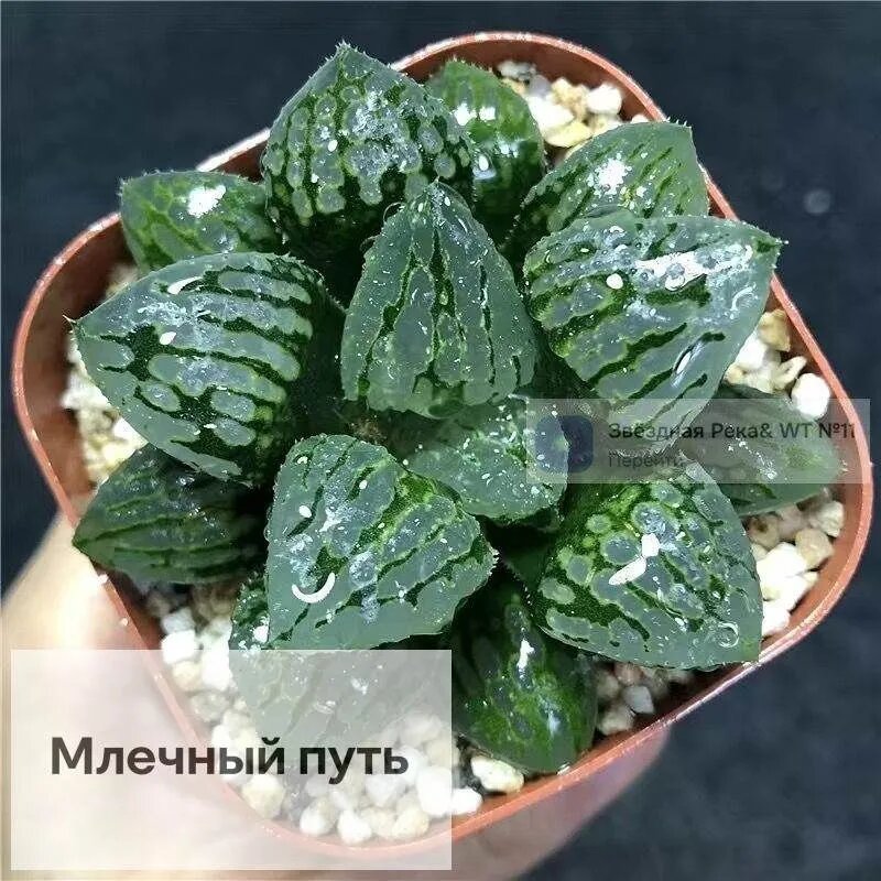 Стабилизированные цветы 3 см 1 шт