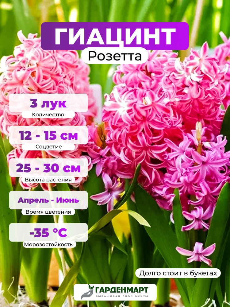 Гиацинт Розетта, 3 лук