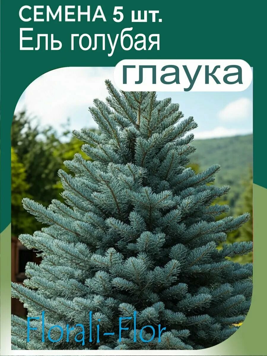 Семена Ель голубая Глаука